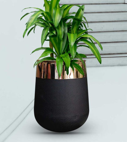 Floor Vase, Olpe White Fiberglass Plant Pot with Golden Neck